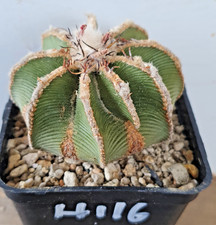 Aztekium hintonii sulle