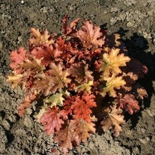 Ginger ale viola heuchera - -,