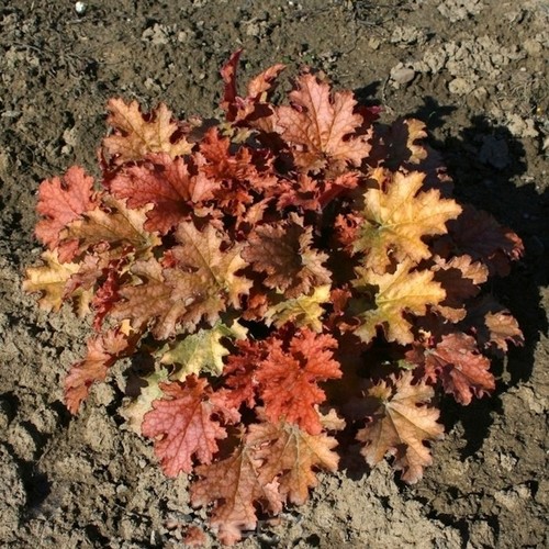 Ginger ale viola heuchera - ginger,