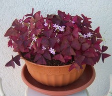 4 OXALIS TRIANGULARIS RIZOMI
