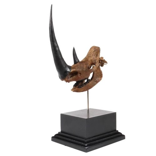 Statua teschio rinoceronte