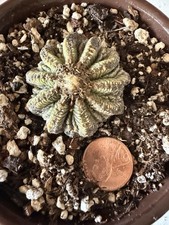 ritteri Ariocarpus Cactus Rare
