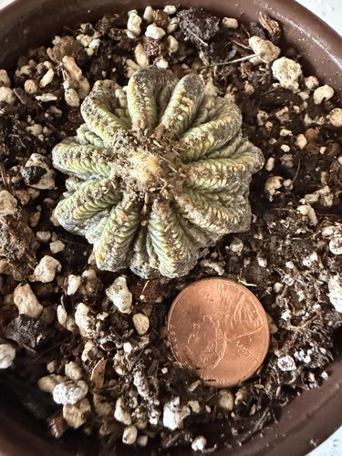 Ritteri ariocarpus cactus raro - cactus,