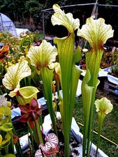 Sarracenia x Moorei "Stormout"