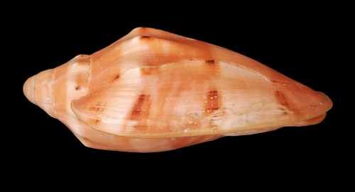 Beautiful form voluta - form,