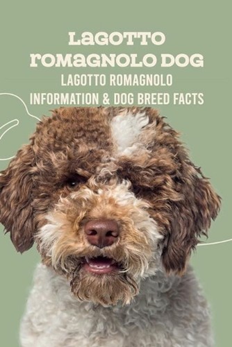 Lagotto romagnolo dog - lagotto, dog: