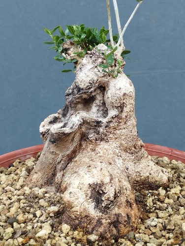 Bonsai olivastro 25x22cm - 25x22cm, in