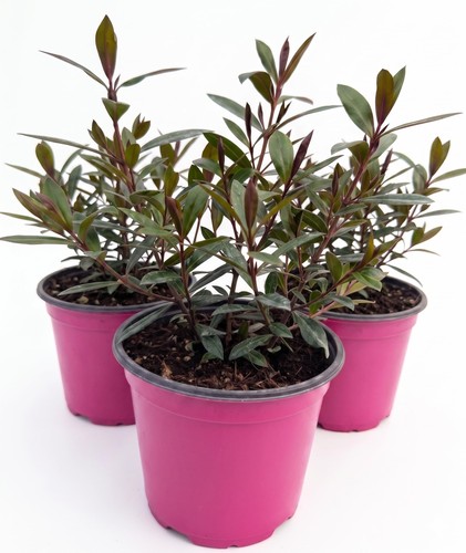 Hebe veronica piante vaso - hebe,