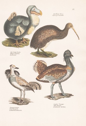 Trappola otis hubara dodo kiwi - otis,