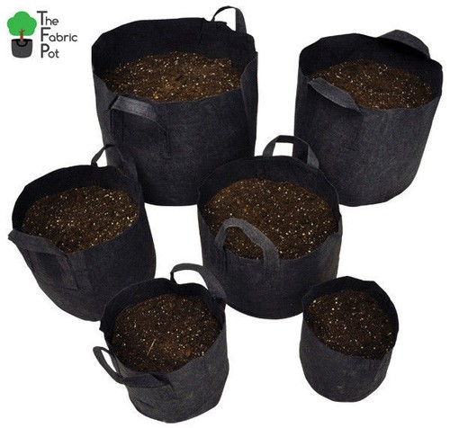 Vaso radice tessuto - in,