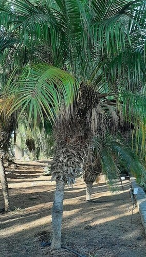 Palma nana phoenix - palma, roebelenii