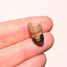 Dente di coccodrillo radicato