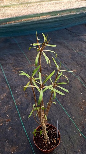 Euphorbia balsamifera