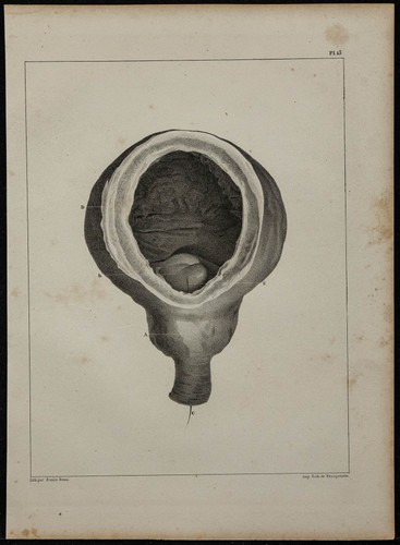 1839 tavola anatomia e - di,