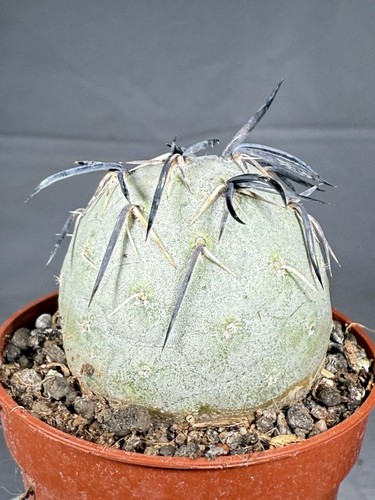 Tephrocactus geometricus spine