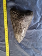 Autentico dente di squalo di Megalodonte 15cm Fossile Rarità 