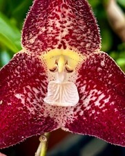 Dracula Species Polyphemus