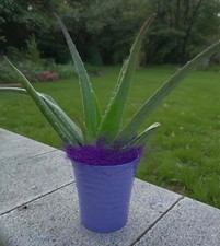 Pianta Di aloe Vera Con Vaso