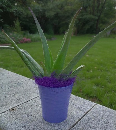 Pianta aloe vera - di,