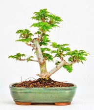 Bonsai acero testa leone - testa,