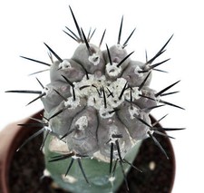 Copiapoa cinerea (TALTAL form)