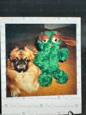 Foto d'epoca animale domestico