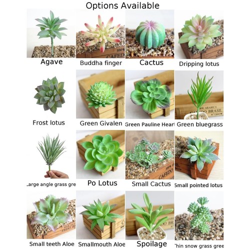 Pianta succulenta fiore