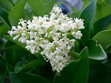 LIGUSTRUM JAPONICUM - LIGUSTRO