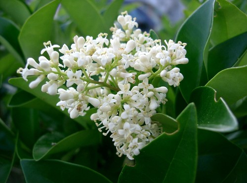 Ligustrum japonicum ligustro - ligustrum,