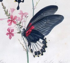 1798,TOP DONOVAN RARO INSETTI DI CINA PAPILIO COON AGENON WJA dipinti a mano