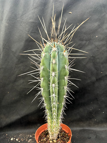Stetsonia coryne cactus piante - stetsonia,
