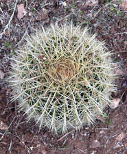 Echinocactus grusonii pianta - -,