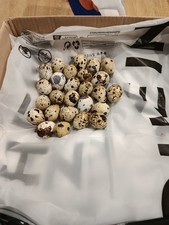 12 Uova feconde di quaglia