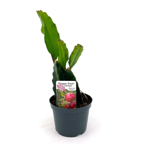Pianta pitaya cactus dragon - pianta,