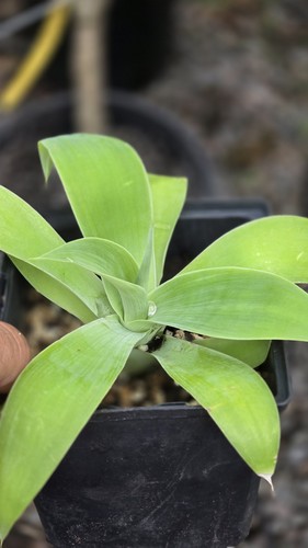 Agave attenuata foxtail - foxtail, plant