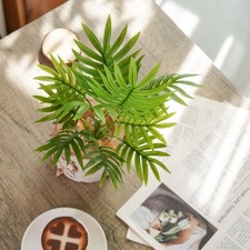 Pianta di Palma Areca