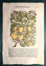 MATTIOLI MATTHIOLI Erbario a