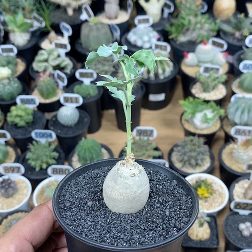 Pianta cactus jatropha - di,