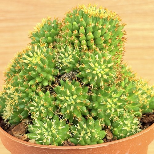 Mammillaria camptotricha