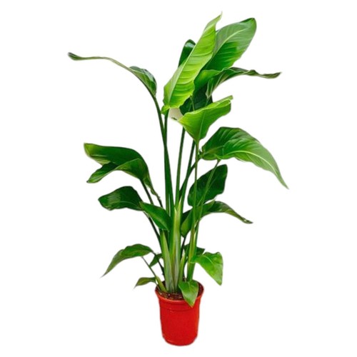 Strelitzia indoor pianta - indoor,