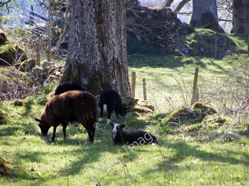 Photo 6x4 zwartbles - photo, near