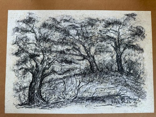 Disegno alberi carboncino - disegno,