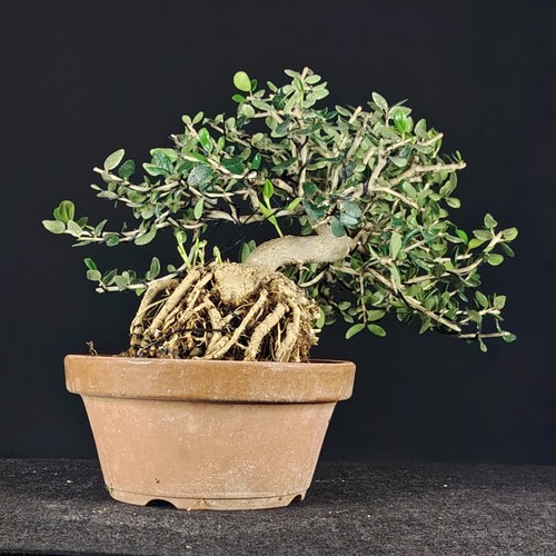 Wildolive bonsai ullastre - wildolive, bonsai,