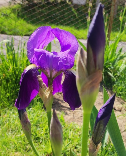 Rizomi iris germanica - 3,