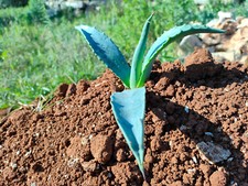 Agave americana verde polloni per trapianto pianta grassa cactus 3pz