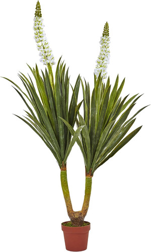 Stunning flowering yucca - stunning, 57"