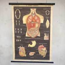 Tavola anatomica poster il corpo umano Paravia Torino