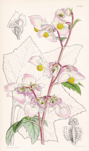 Begonia biserrata botanica - biserrata,
