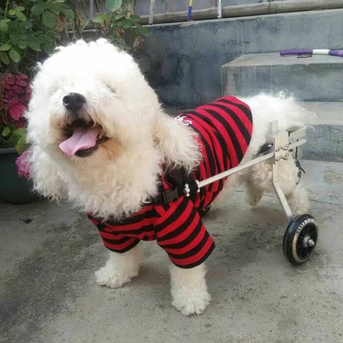 Sedia rotelle per cani - sedia, a