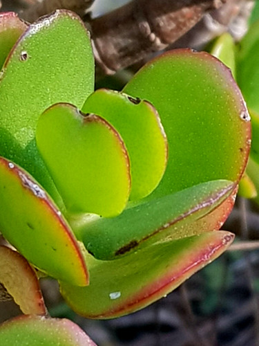 Pianta del tramonto - pianta,